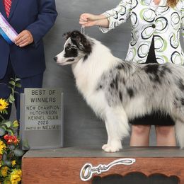 Boy Howdy - Border Collie