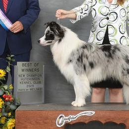 Boy Howdy - Border Collie