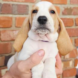 Odette - Lemon and white female Basset Hound puppy in Bellaire, Ohio from Blessed Bassets