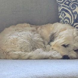 Makie - Havanese