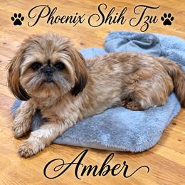 Amber - Shih Tzu