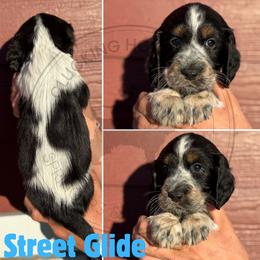 Street Glide - Black white and tan male English Springer Spaniel puppy in Fond Du Lac, Wisconsin from Clucking Homestead Springers & Dachshunds