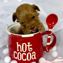 Girl 4 - Caramel red female Australian Labradoodle puppy in Easley, South Carolina from Royal Diamond Labradoodles