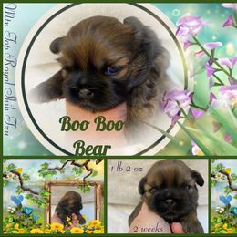 Shih Tzu Puppies from Mtn Top Royal Shih Tzu