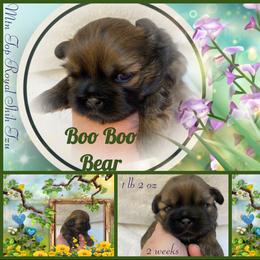 Shih Tzu Puppies from Mtn Top Royal Shih Tzu