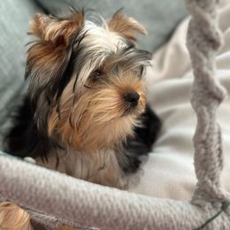 Lucky - Blue and gold Yorkshire Terrier puppy in Livermore, California from Ruben & Tatiana’s Yorkshire Terriers