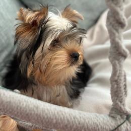 Lucky - Blue and gold Yorkshire Terrier puppy in Livermore, California from Ruben & Tatiana’s Yorkshire Terriers