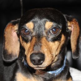 Diesel - Dachshund