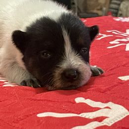 Queen Girl 4 - Blue speckled female Australian Cattle Dog puppy in Monroe, Louisiana from The Sweet Kennels
