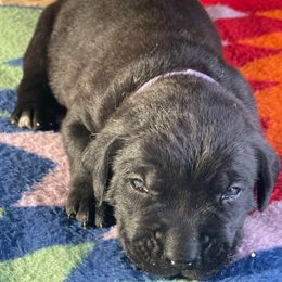 Boy 2 - Black Cane Corso puppy in Weimar, Texas from Cane Corso Authority