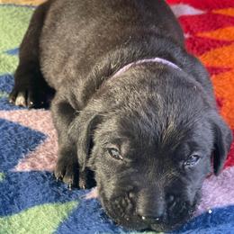 Boy 2 - Black Cane Corso puppy in Weimar, Texas from Cane Corso Authority