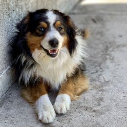 Dreamscope - Toy Australian Shepherd