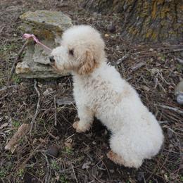 Lance - Poodle