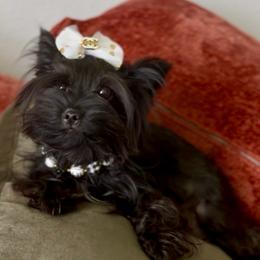 Velvet - Yorkshire Terrier