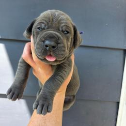 MADONNA Blue brindle point - Blue female Great Dane puppy in Port Clinton, Ohio from LakeSide Danes