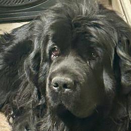 Diva - Black female Newfoundland puppy in Marysville, Washington from Black Lions Newfoundlands
