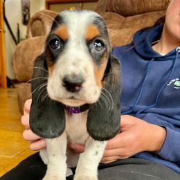 Purple collar female - Black brown and white female Basset Hound puppy in Lindley, New York from Hill Top Basset Hounds & Cane Corso