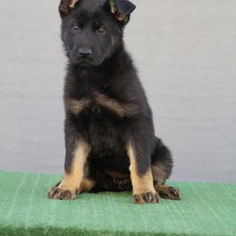 Border Collie and German Shepherd Puppies from Von Guadachi Working Dogs