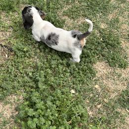 Boy 1 - Black and tan male Dachshund puppy in Lexington, Oklahoma from Terry's Dachshunds (BooneDox Mini Dachshunds)