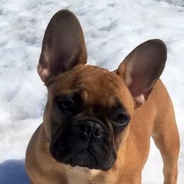 French Bulldogs from Hammar French Bulldogs