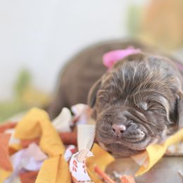 Reserved - Chocolate female Labrador Retriever puppy in Williamston, Sc, South Carolina from Dutton Dog Co & Dalla Grazia Doberman