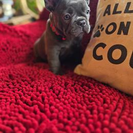 Girl 1 - Blue female French Bulldog puppy in Crane, Missouri from James River French Bulldogs