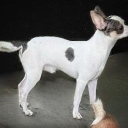 Chihuahua puppies from Western Kentucky Chihuahua’s and Chinese Crested’s