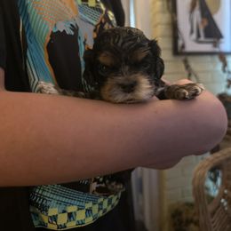 Tri Male - Black white and tan male Cocker Spaniel puppy in Columbia, South Carolina from Fleur de Lis Cockers- Cuchna Cockers