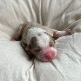 Joy - Red merle female Australian Shepherd puppy in Grants Pass, Oregon from Carmel Mountain Aussies