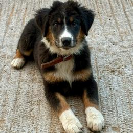 Surf - Black tri-color male Australian Shepherd puppy in Preston, Idaho from KC Bar Ranch Aussies