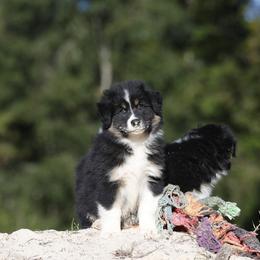 BTM2 - Black tri-color male Australian Shepherd puppy in Warm Springs, Georgia from Out West Aussies