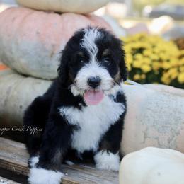 Kennedy - Tri-color male Bernedoodle puppy in Lowry City, Missouri from Cooper Creek Puppies