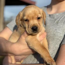 Tiffany - Yellow female Labrador Retriever puppy in Baldwin City, Kansas from Hedge Lane Labradors