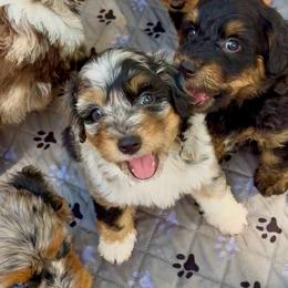 Blue Merle Girl - Blue merle female Aussiedoodle puppy in Burkesville, Kentucky from Bline’s Awesome Aussies, Aussiedoodles & Doxies at the Bline Family Farm