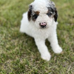 Bernedoodle Puppies from Over the Moon Poodles and Doodles