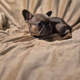 Abram - Blue fawn male French Bulldog puppy in Alexander City, Alabama from Lake Martin Fancy Frenchies