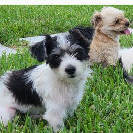 Morkie puppies from Cristy's Morkies