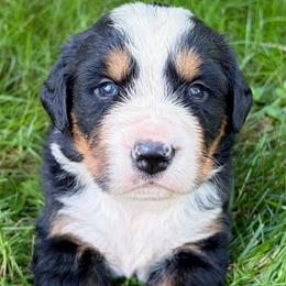 Lime green collar Rani - Black rust and white female Bernese Mountain Dog puppy in Sugarcreek, Ohio from Angel Valley Berners