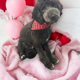 Goldendoodle Puppies from Happy_Tails_by_TJ