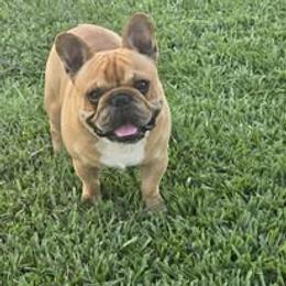 French Bulldog Puppies from Reds Frenchies