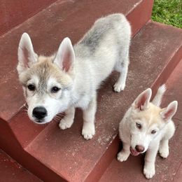 Siberian Husky Puppies from Coral Gables Siberians