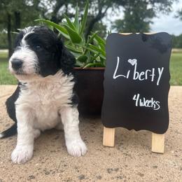 Liberty - Black and white female Aussiedoodle puppy in Eastland, Texas from H5 Mini Doodles