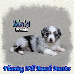 Maki - Blue merle female Toy Australian Shepherd puppy in Forestburg, Texas from Flaming Dill Ranch Aussies