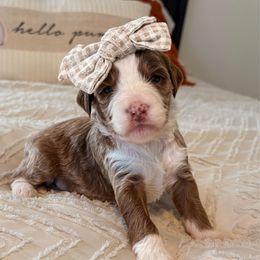 Cupid - Red  female Goldendoodle puppy in Sallisaw, Oklahoma from Huddle Puppies