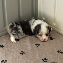Iggy - Fluffy Bluie Merle - Blue merle and white male American Corgi puppy in Anderson, California from Flying K Corgis