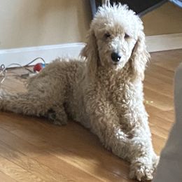 Sheepadoodles from Rox-Star Sheepadoodles