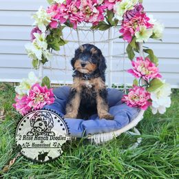 Bernedoodle Puppies from 2 Rose Ranch Doodles