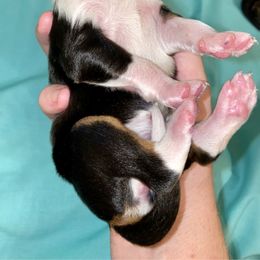 Aussiedoodle, Australian Shepherd, and Toy Australian Shepherd Puppies from Circle B Farms