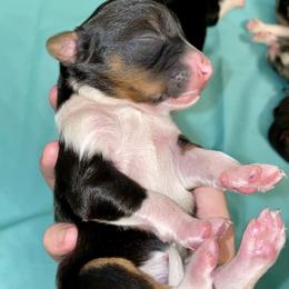 Aussiedoodle, Australian Shepherd, and Toy Australian Shepherd Puppies from Circle B Farms