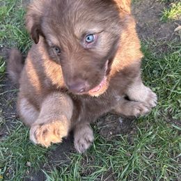 German Shepherd Puppies from Scenic City Shepherds